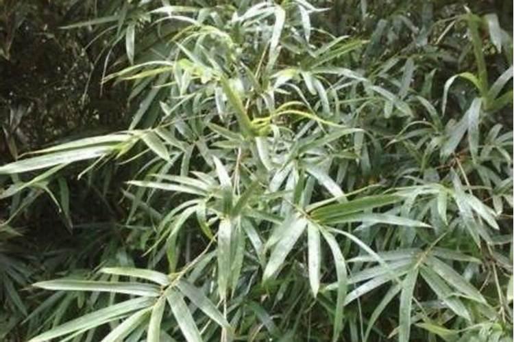 氮磷钾复合肥使用方法