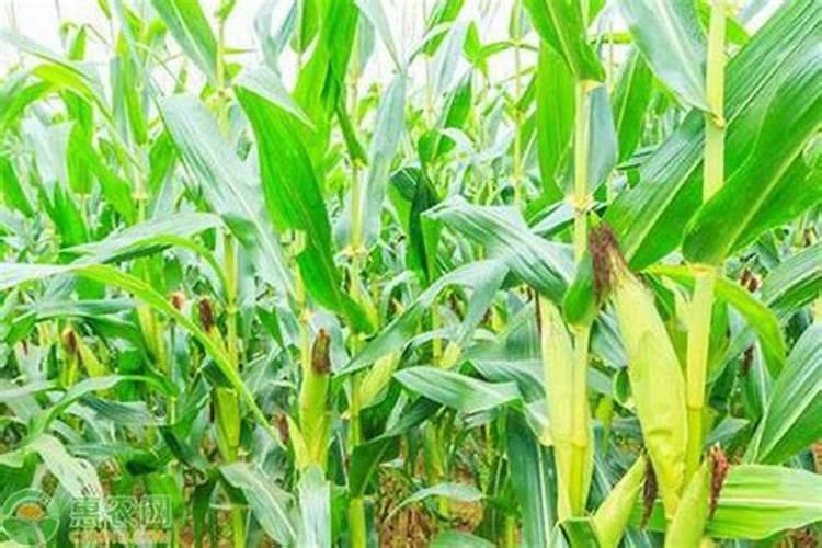 甜玉米如何施肥