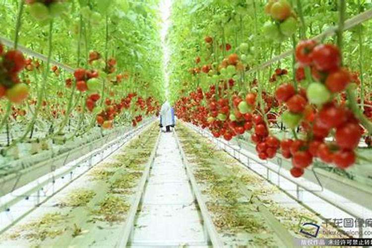 番茄全年营养管理,该如何施肥？