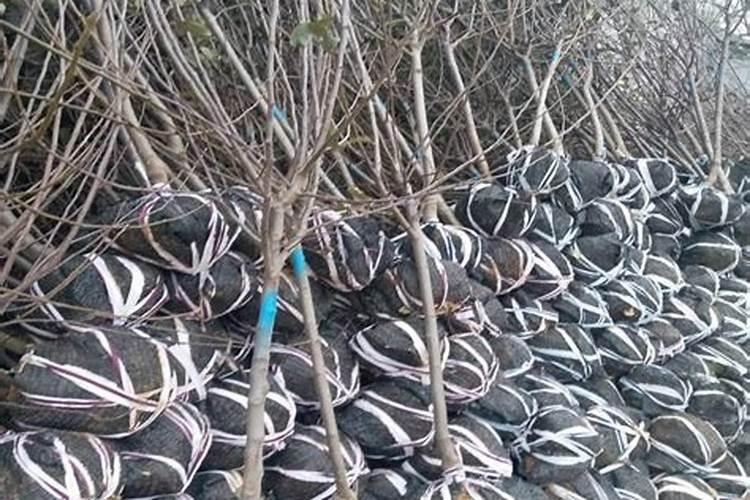 果树常用磷肥有哪些