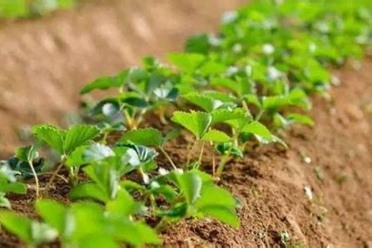 如何给花生追施钙肥？