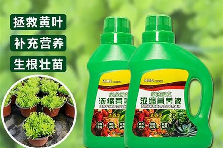 这是什么花草？秀气挺好看的。