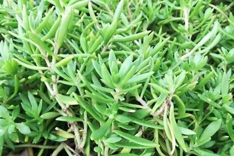 佛甲草如何让其茂盛