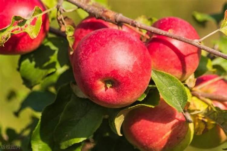 灌根用什么肥料好