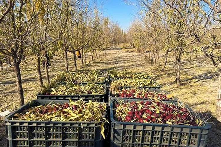 芹菜追什么肥长的快