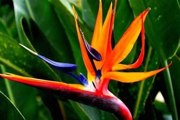 什么时候给杜鹃花喷叶面肥合适？