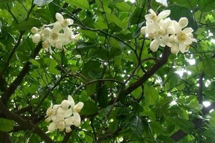 大蒜后期要不要浇水