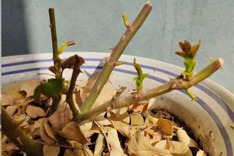 磷肥在什么时候施肥最好？月季什么时候施磷肥