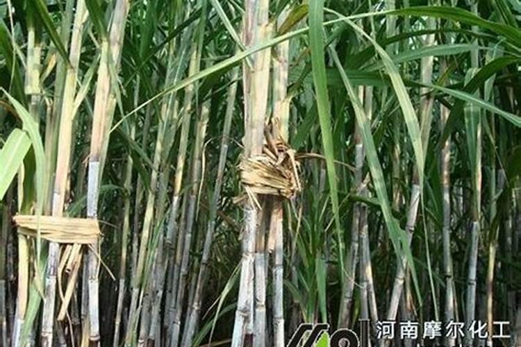 甘蔗追肥用什么肥料好