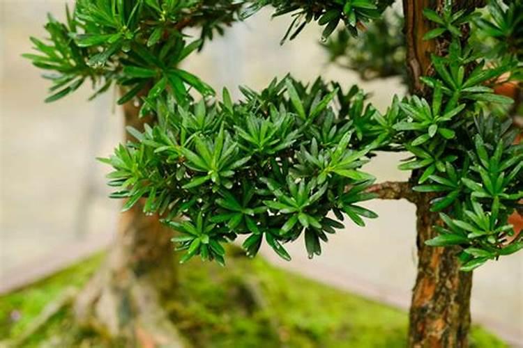 盆栽花怎样用钾肥(钾肥浇花)