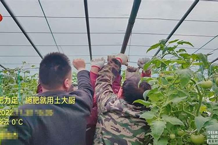 10度以下能打叶面肥吗 叶面肥有哪些