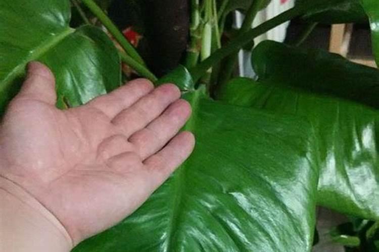 磷酸二氢钾可以浇绿萝吗