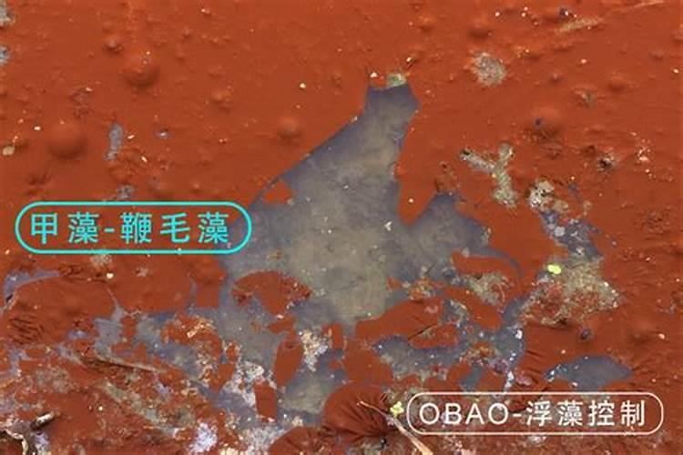 分享八种常见水色对应藻类!