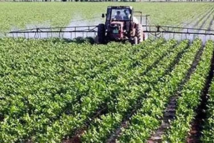 尿素叶面喷施浓度是多少 多少浓度的尿素适合作为叶面肥