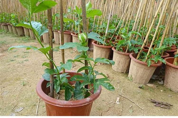 百香果开始熟了,但果肉少汁水少,是什么原因？