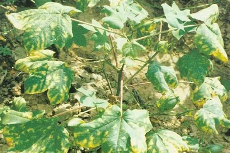 怎样根治棉花枯萎病