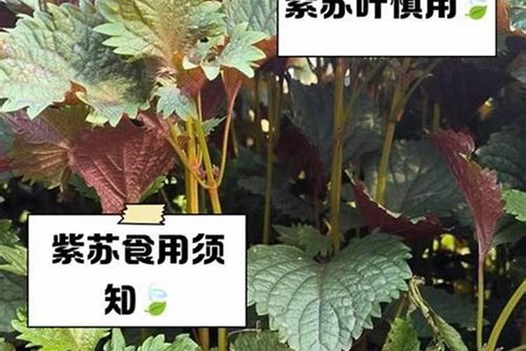 种紫苏用什么土比较好