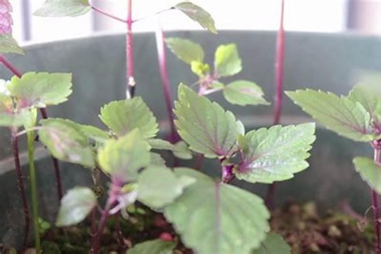 苏子怎么种？什么节气种？