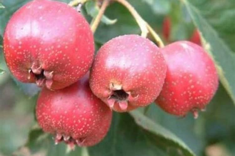 山楂树叶子发黄是什么原因 采取是什么措施补救