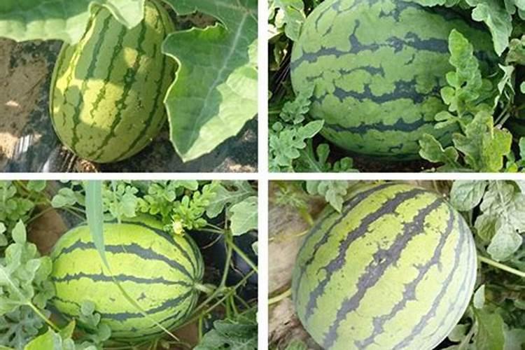 西瓜上喷多了叶面肥用什么解毒？