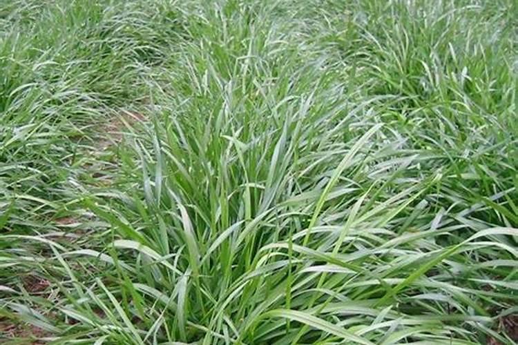 种植黑麦草怎样施肥料