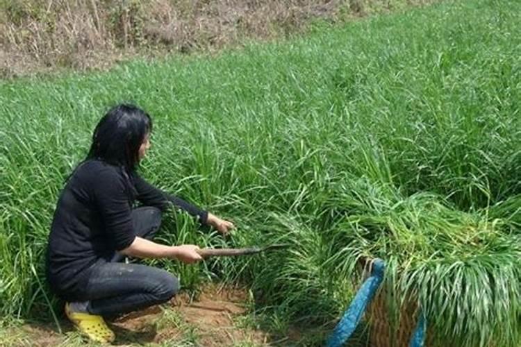种植黑麦草怎样施肥料