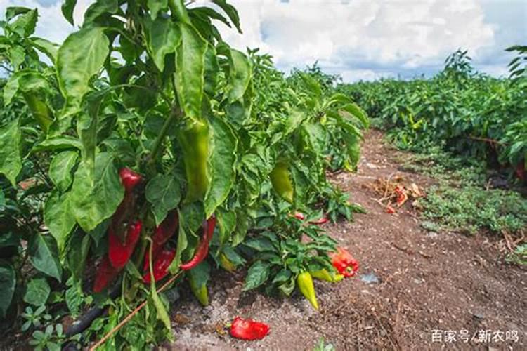 辣椒什么时候施肥 辣椒的施肥时间