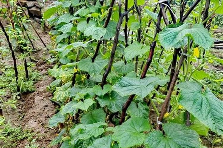 腐植酸钠水产使用大忌