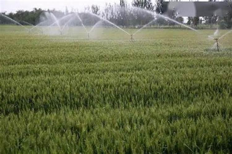 冬小麦什么时候追肥最好