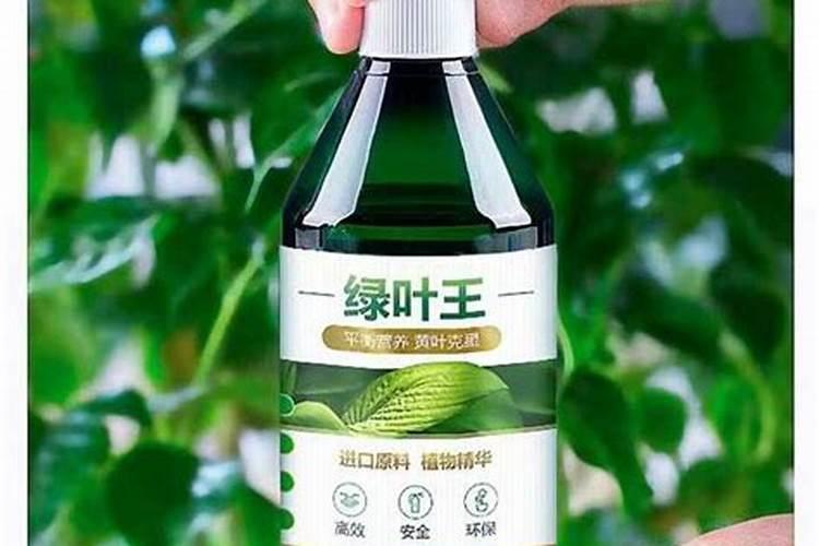 芒果花期管理技术要点