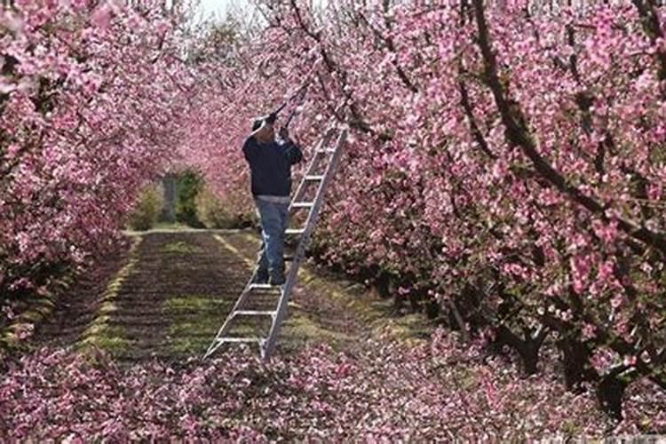 花生控旺后还下针吗