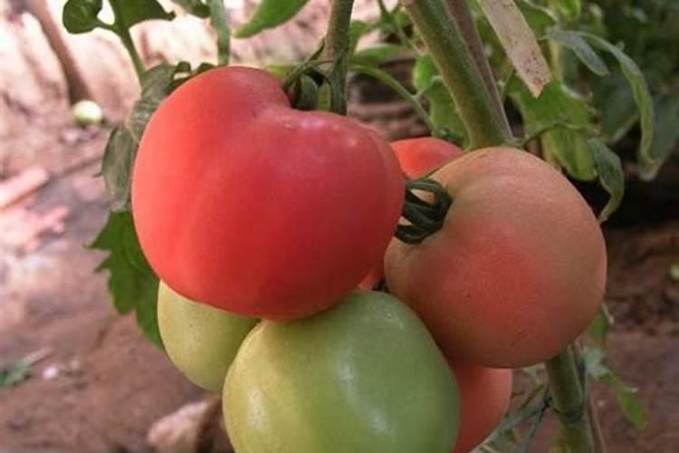 西红柿冲高钾肥几天转白