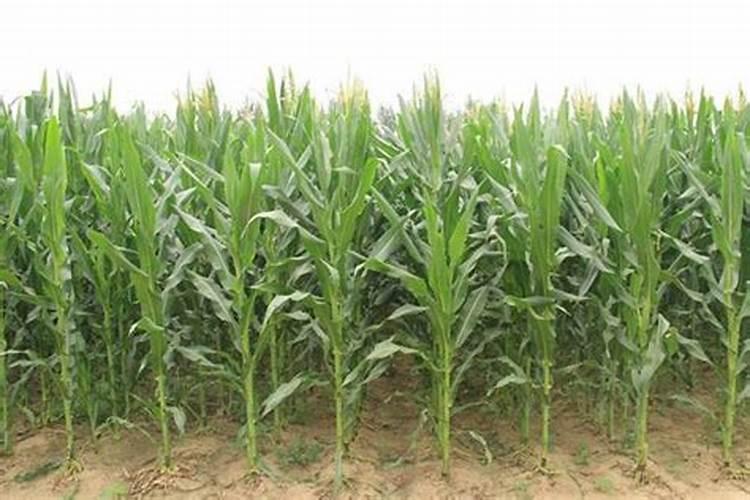 玉米生长慢打什么叶面肥好