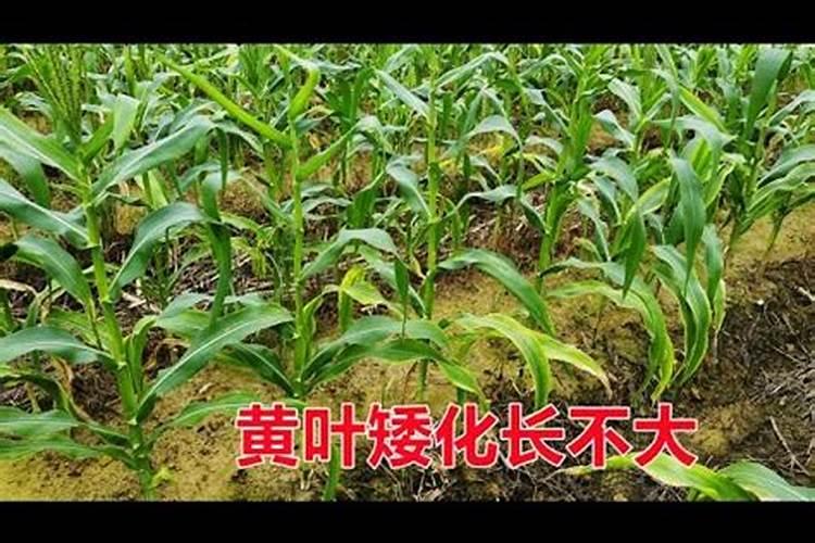 玉米什么时候打叶面肥好 使用方法有哪些