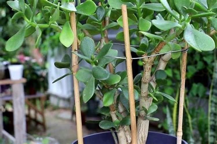 黑枣树开花不结果是什么原因