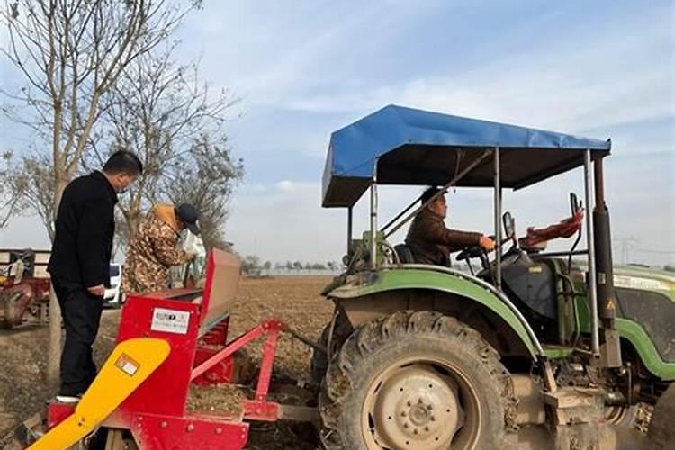 巨大芽孢杆菌的功效