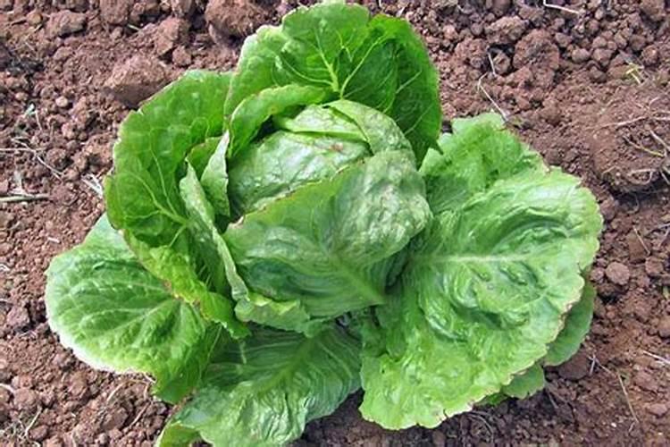 生菜肥料施用的技巧