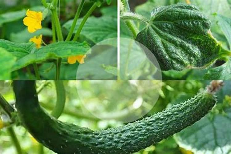 西瓜什么时候冲肥