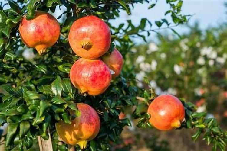 下雨时可以给果树散水溶肥吗？