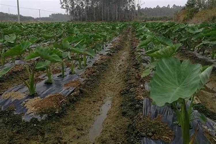 香芋不生根有什么办法