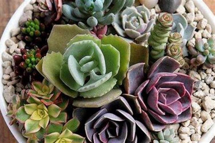 多肉雅乐之舞不长新叶,是因为缺了“它”