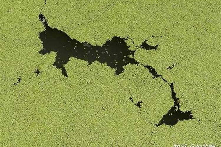 水产养殖户应该如何做好水体的藻菌调控工作？