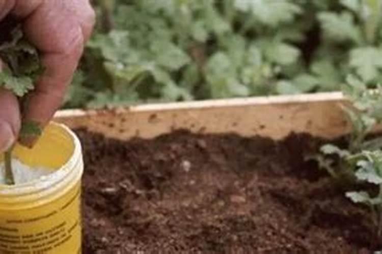 玉米成长期怎么施肥