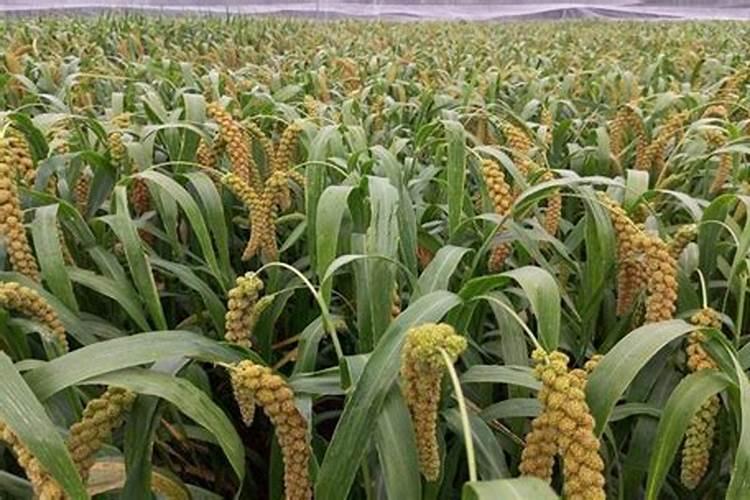 谷子用什么肥料的配比,每亩需要多少肥料