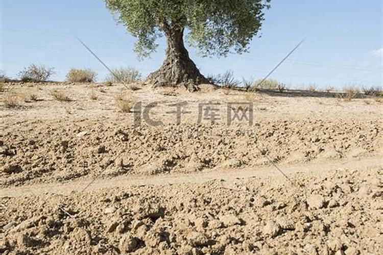 氮肥适合什么农作物 氮肥属于哪种肥料