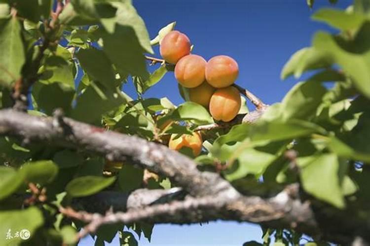氮磷钾肥复合肥的正确使用方法