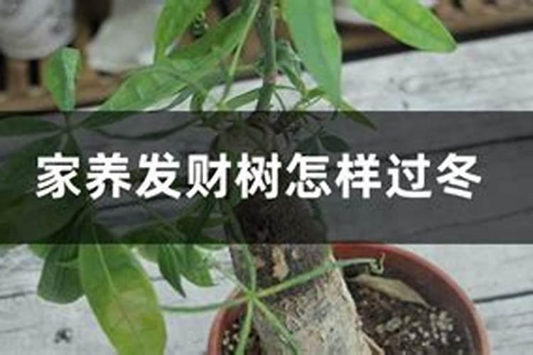 无花果的种植方法是？？