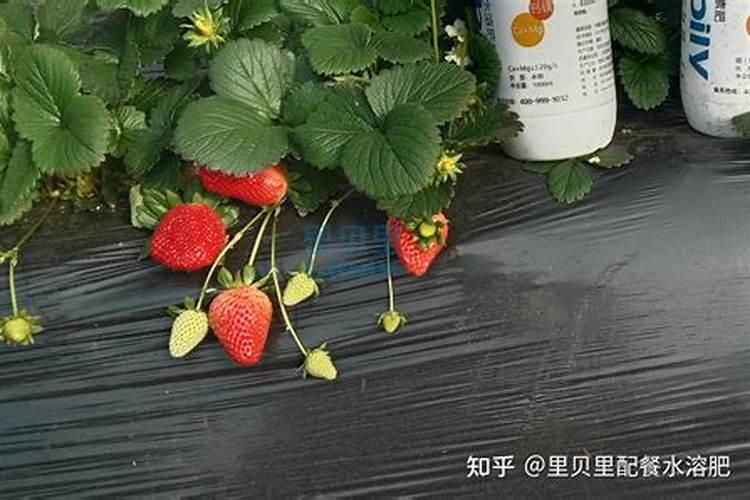 13元素水溶肥打多了玉米会出现什么后果