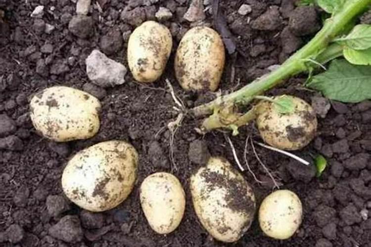 香蕉树需要多久浇一次水？