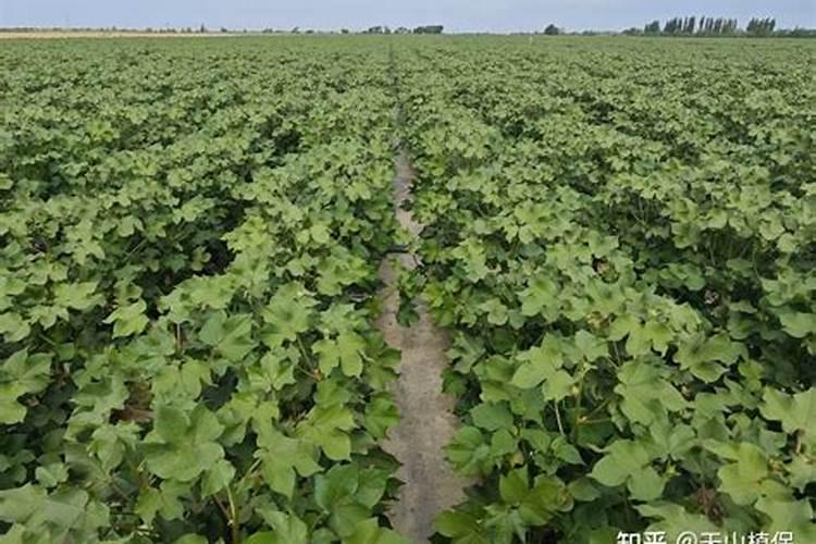 家里什么物品可以归类为氮肥